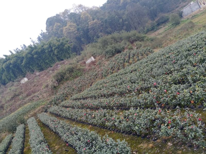 茶花，四级茶花，山茶花，高杆茶花种植基地常年出售茶花