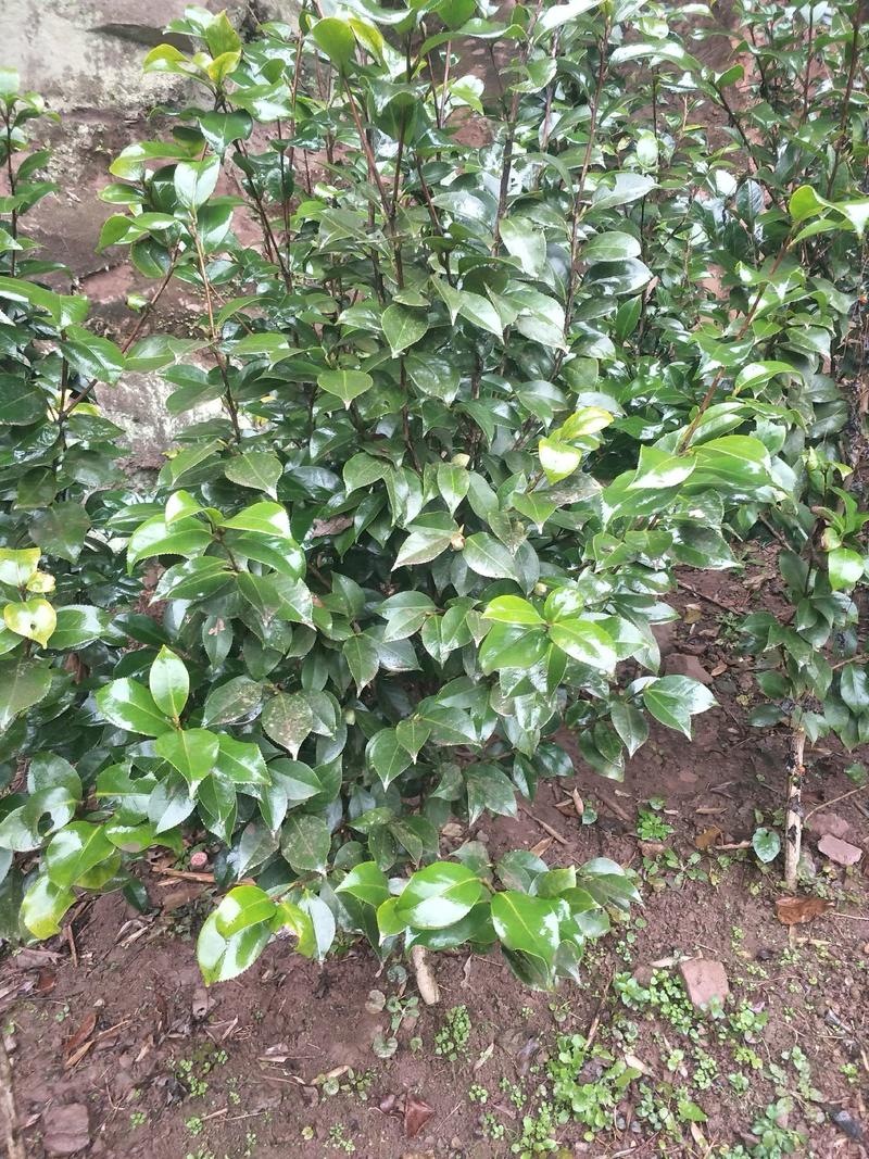 茶花，四级茶花，山茶花，高杆茶花种植基地常年出售茶花