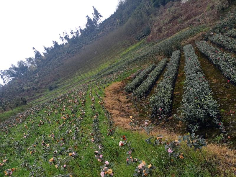 茶花，四级茶花，山茶花，高杆茶花种植基地常年出售茶花