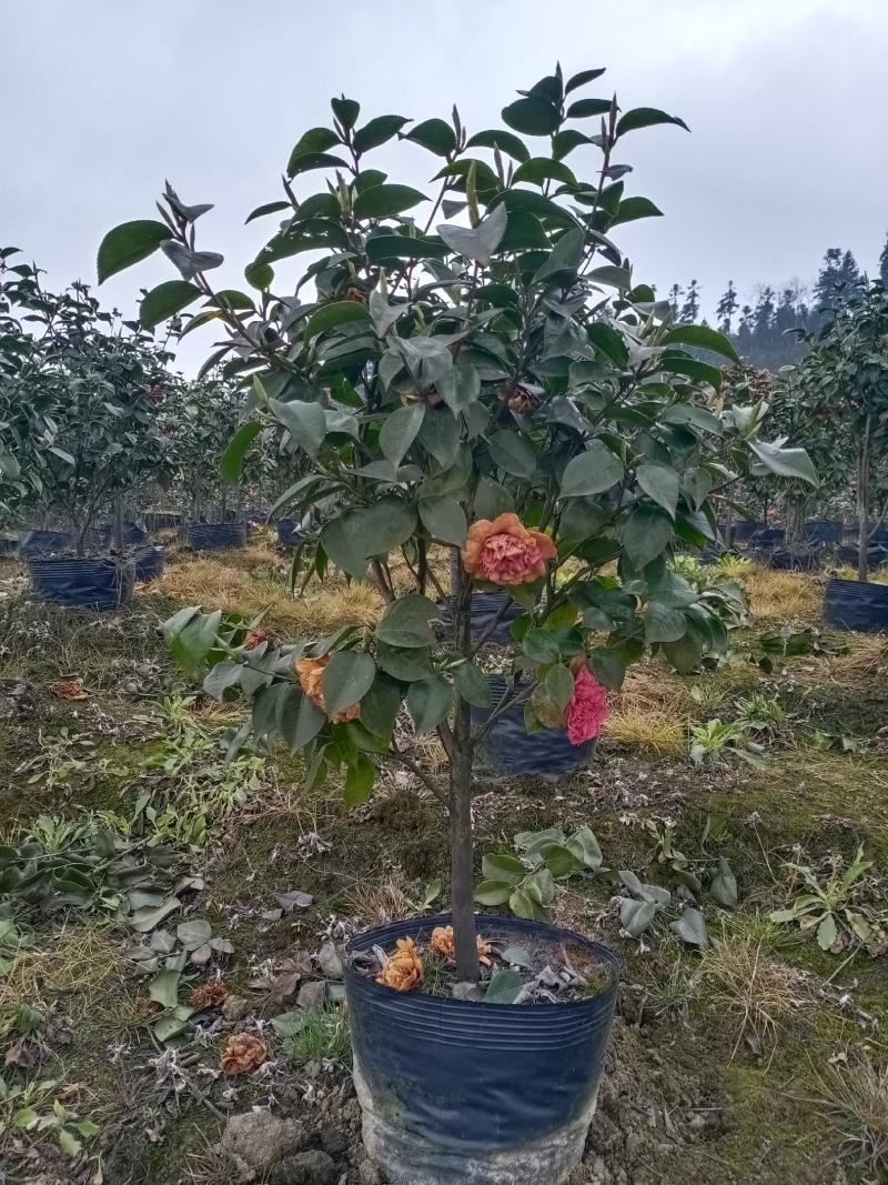 茶花，四级茶花，山茶花，高杆茶花种植基地常年出售茶花