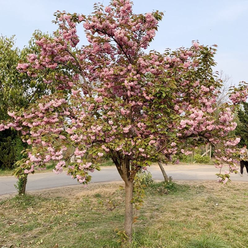 樱花苗樱花树苗庭院别墅地栽开花爆满耐寒植物南北方可种