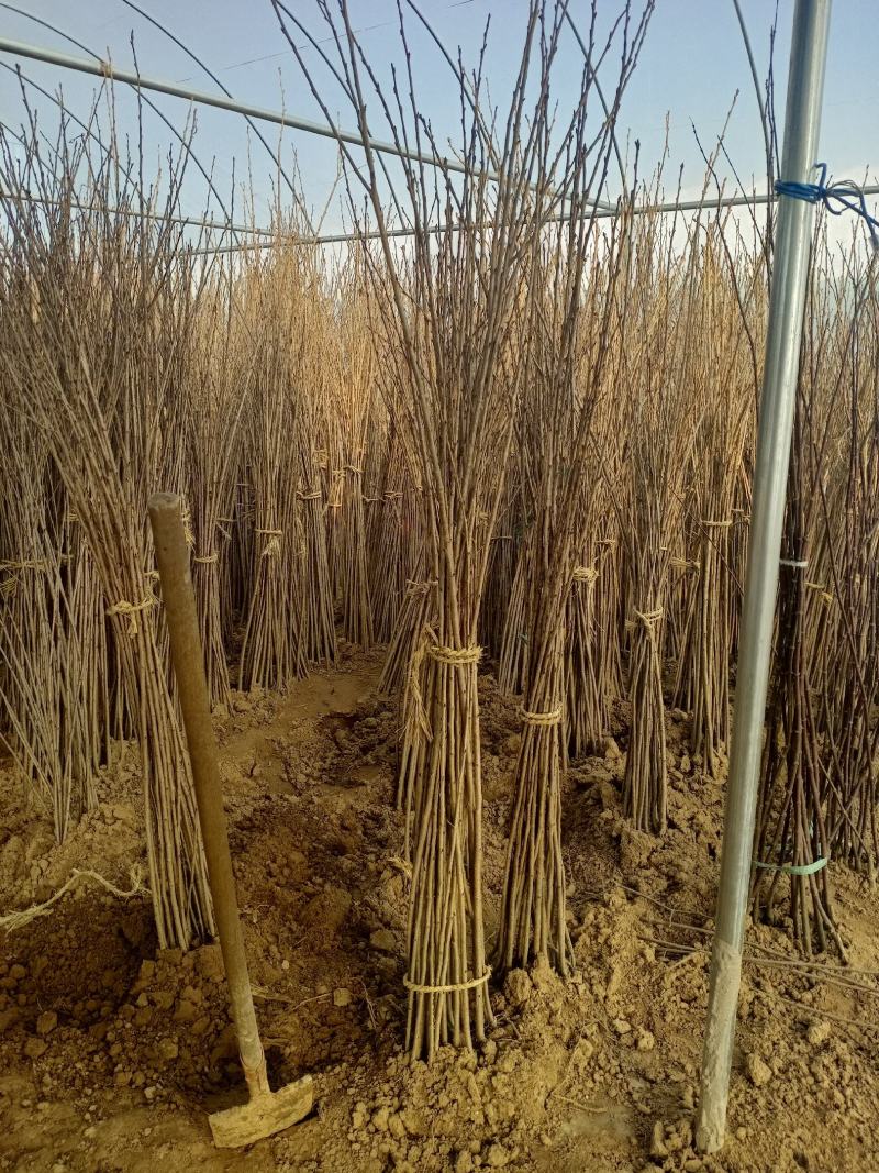 樱花，樱花树樱花绿化工程苗木基地直销