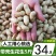 新鲜晒干带壳干花生原味生花生1500克包邮农家种植花生果