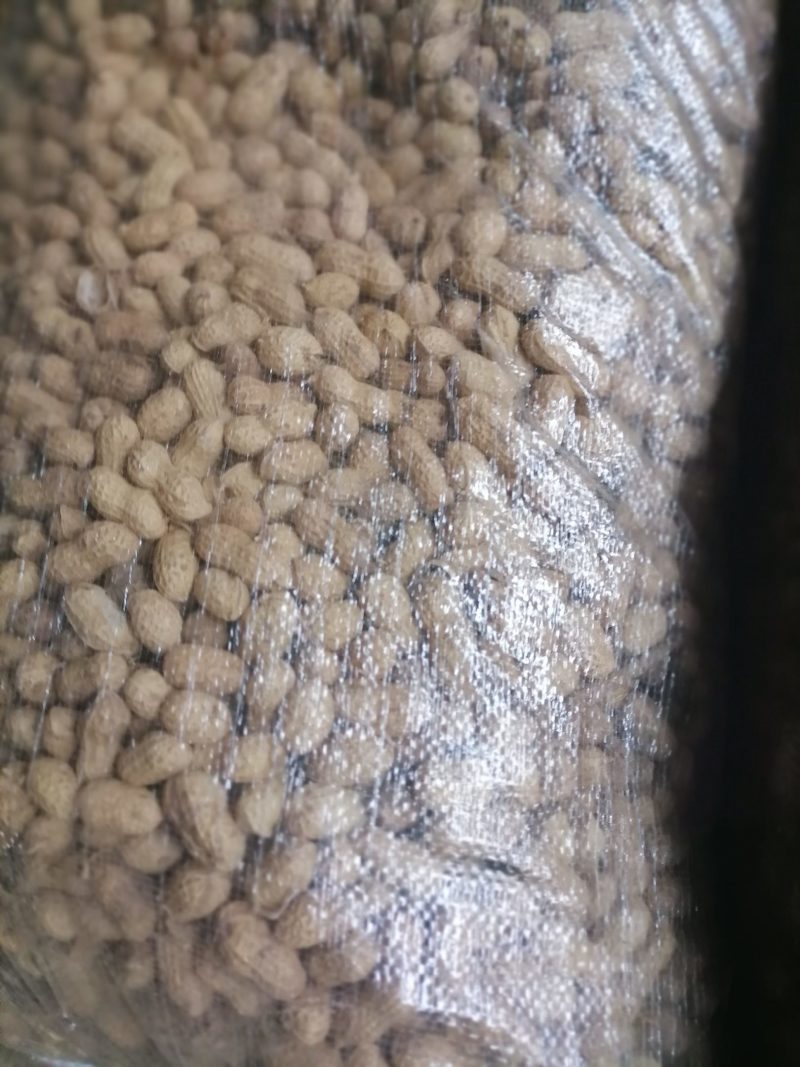 新鲜晒干带壳干花生原味生花生1500克包邮农家种植花生果