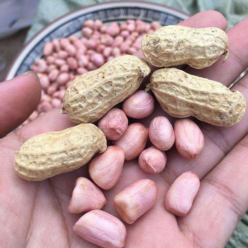 新鲜晒干带壳干花生原味生花生1500克包邮农家种植花生果