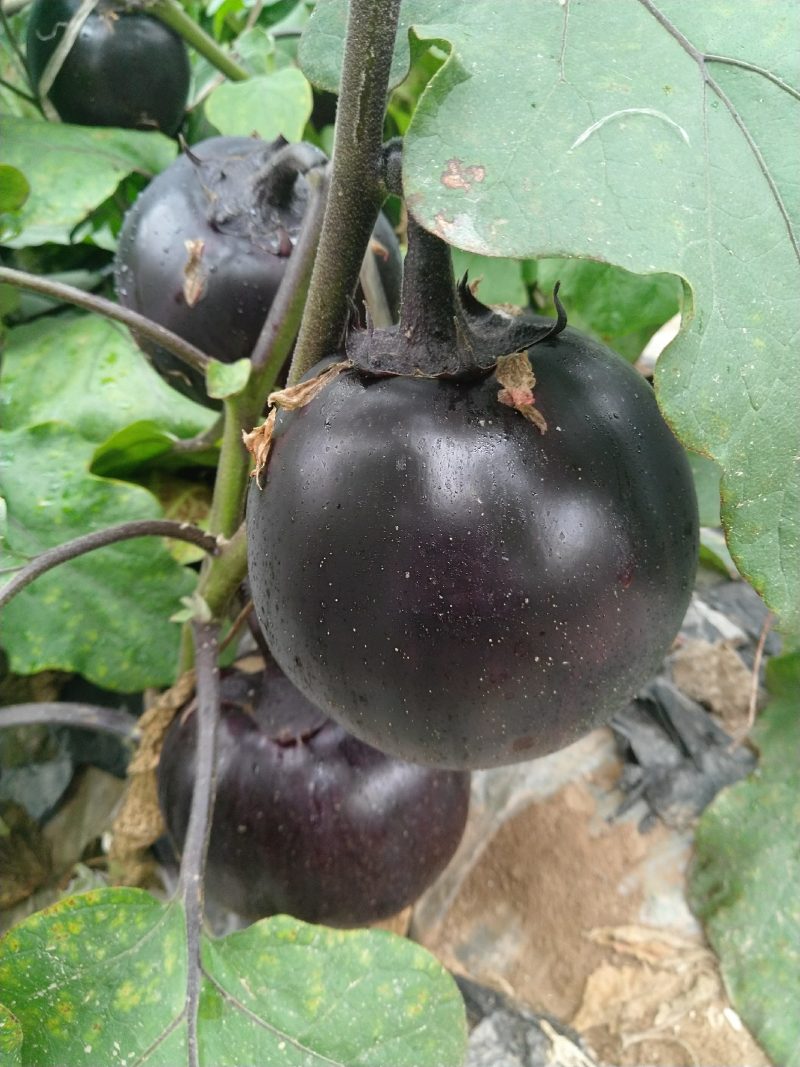 精品茄子苗一手货源量大从优