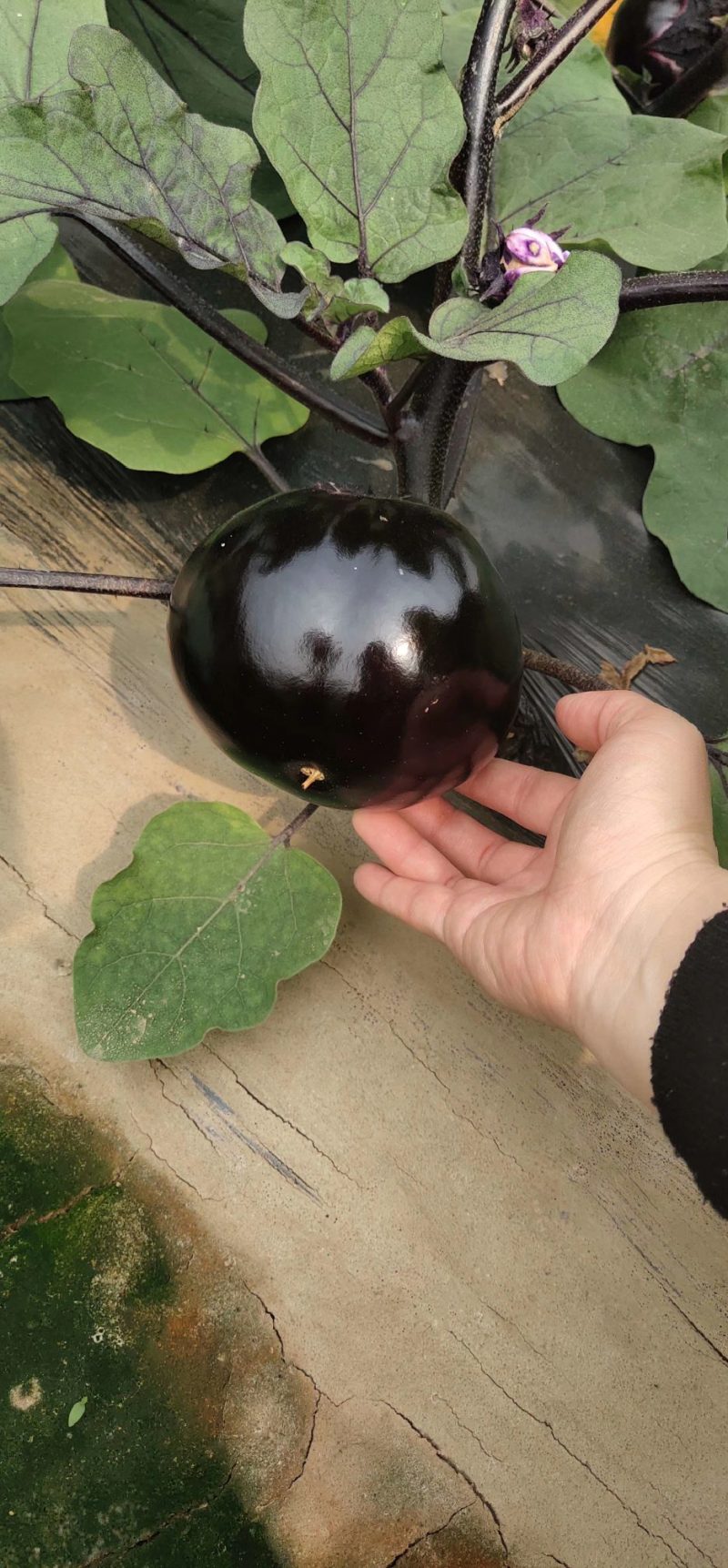 精品茄子苗一手货源量大从优