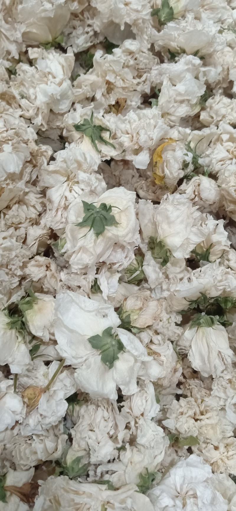木槿木槿花500g别名里梅花朝开暮落花疟子花喇叭花白