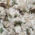 木槿木槿花500g别名里梅花朝开暮落花疟子花喇叭花白