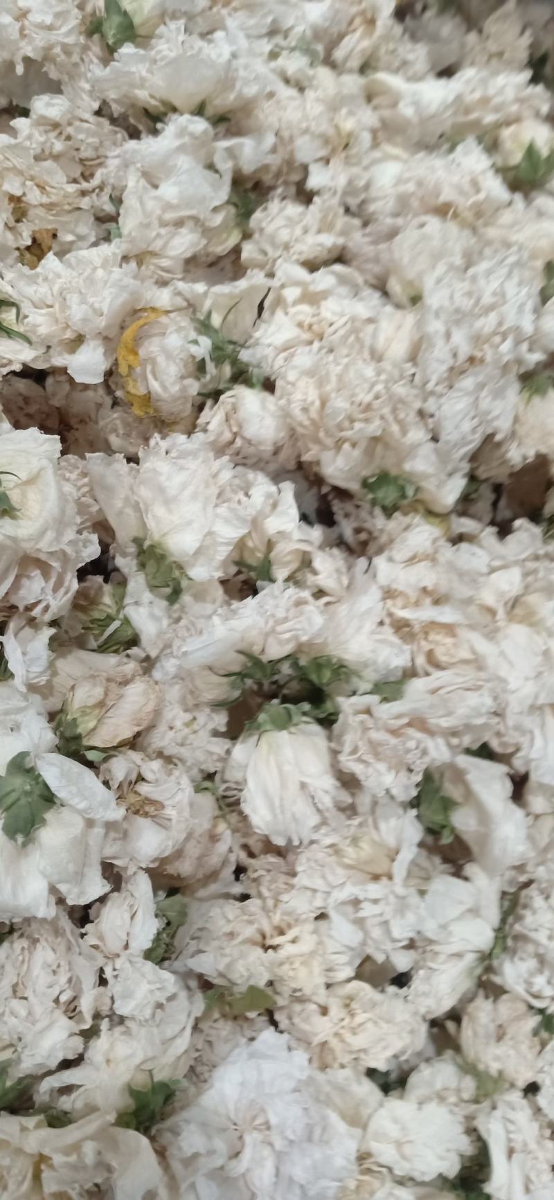 木槿木槿花500g别名里梅花朝开暮落花疟子花喇叭花白