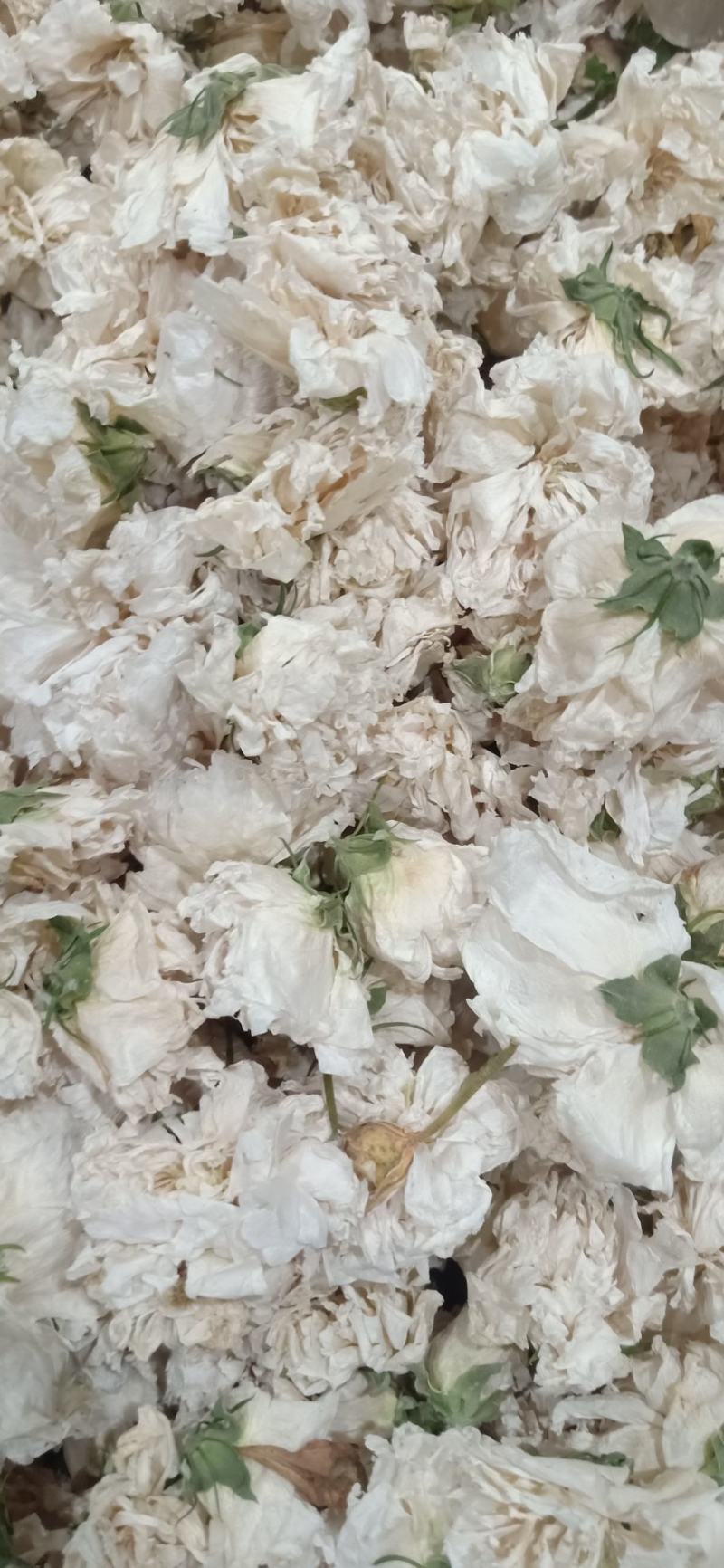 木槿木槿花500g别名里梅花朝开暮落花疟子花喇叭花白