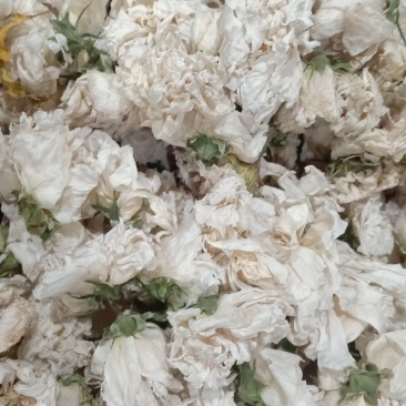 木槿木槿花500g别名里梅花朝开暮落花疟子花喇叭花白