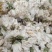 木槿木槿花500g别名里梅花朝开暮落花疟子花喇叭花白