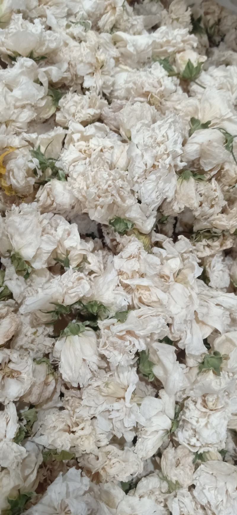 木槿木槿花500g别名里梅花朝开暮落花疟子花喇叭花白