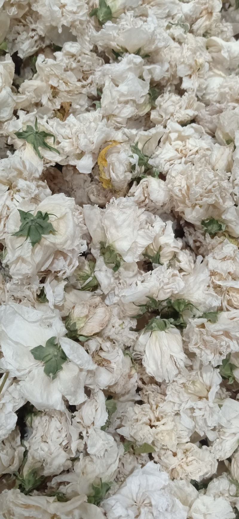 木槿木槿花500g别名里梅花朝开暮落花疟子花喇叭花白