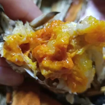 盘锦精品河蟹，老头蟹，六月黄多种规格，货源充足产地直发，