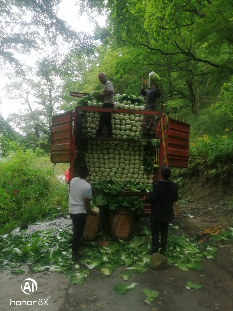 阿坝州茂县大白菜陈二哥代收