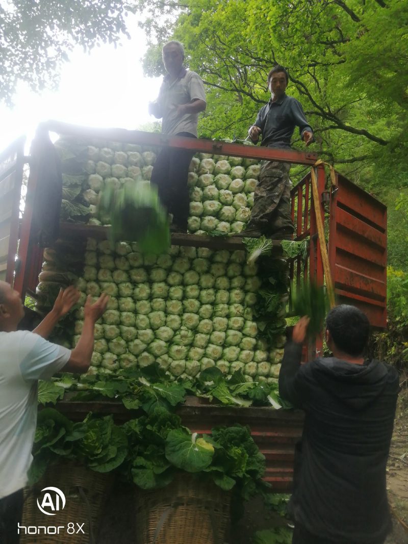 阿坝州茂县大白菜陈二哥代收