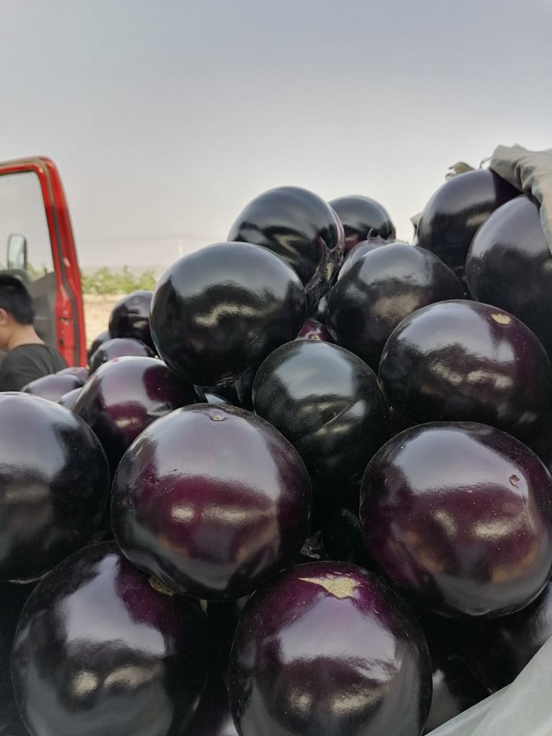 河北精品冷棚紫光圆茄子大量上市！个头均匀，
