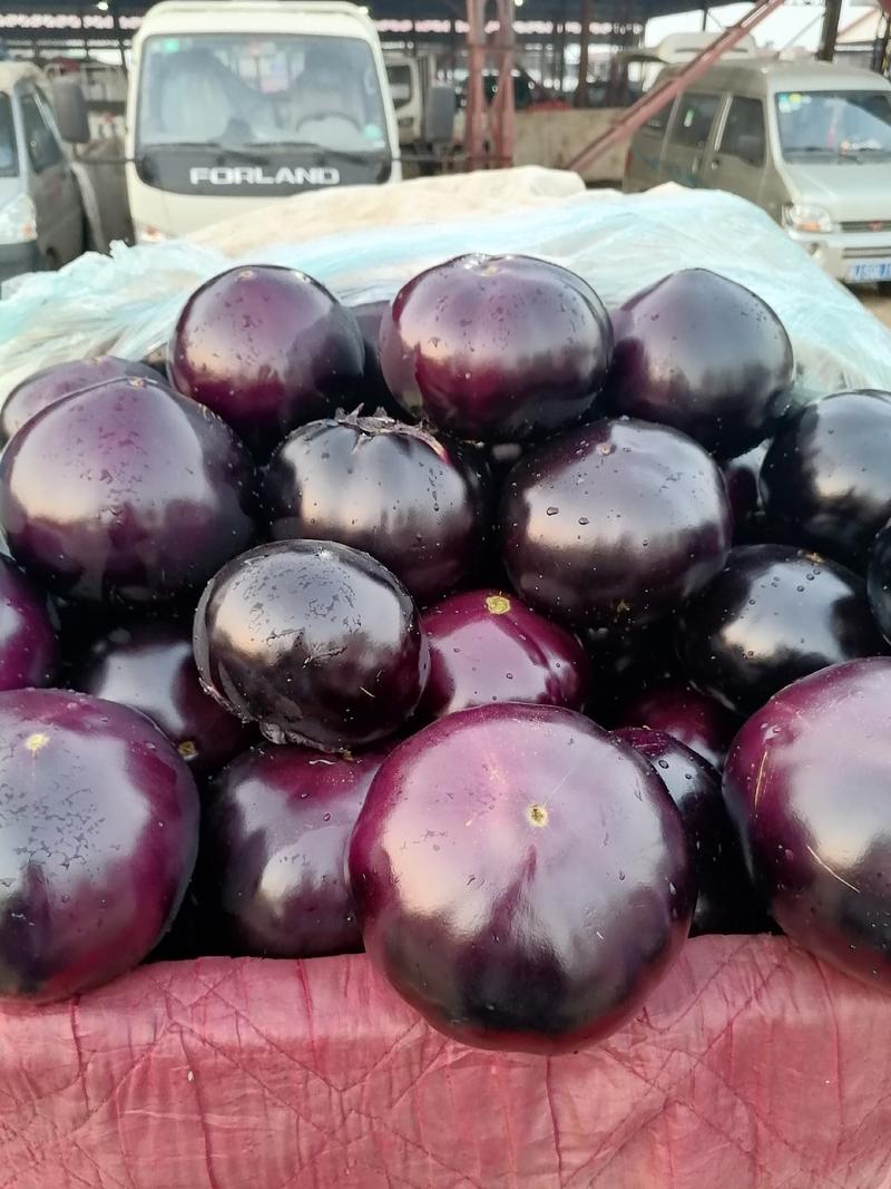 河北精品冷棚紫光圆茄子大量上市！个头均匀，