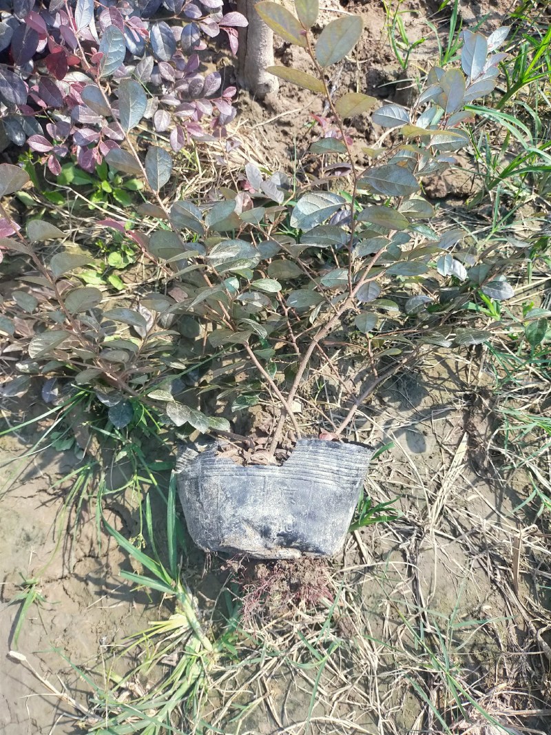 红继木苗，各种球类，小苗