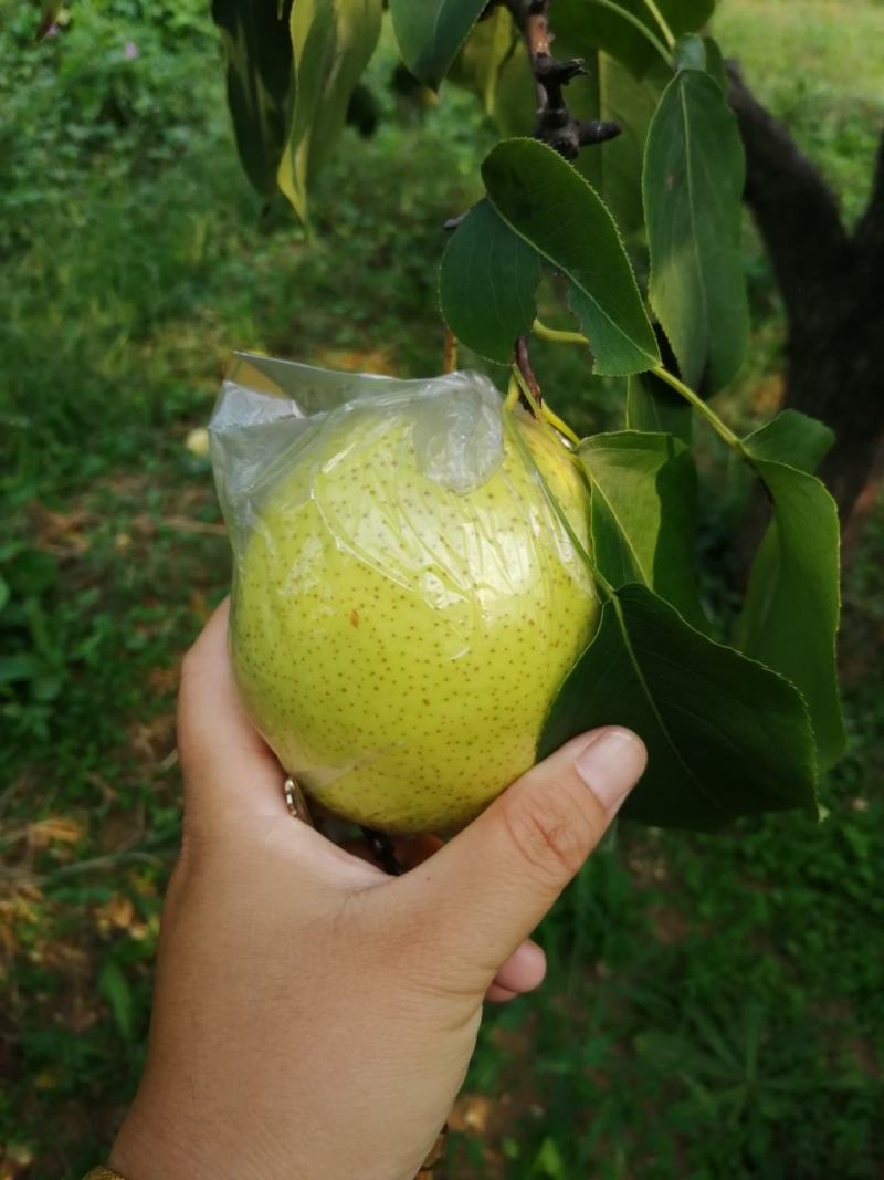 遵化雪花梨涨价太快了！