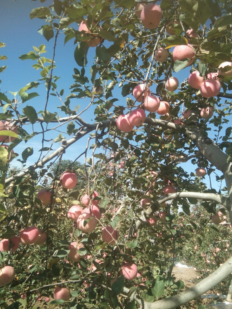 风翔高山苹果，全面招商