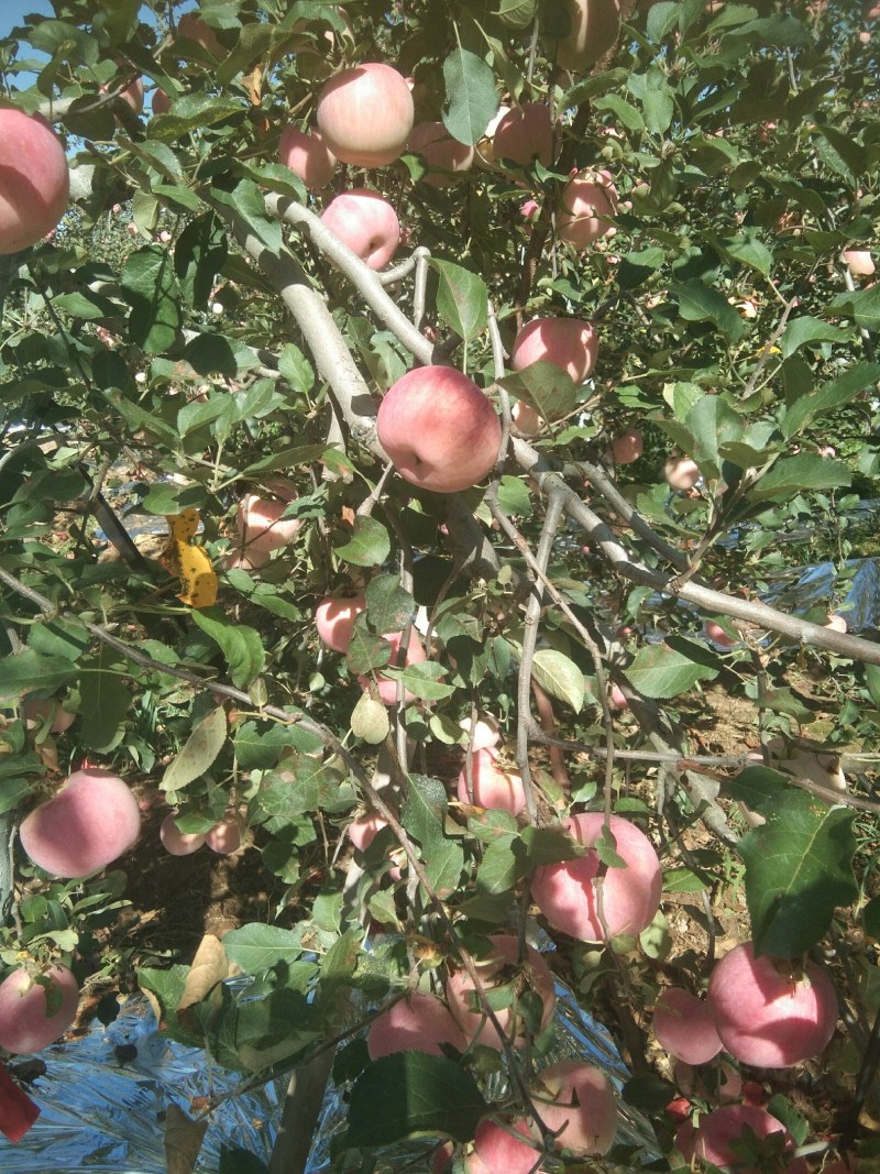 风翔高山苹果，全面招商