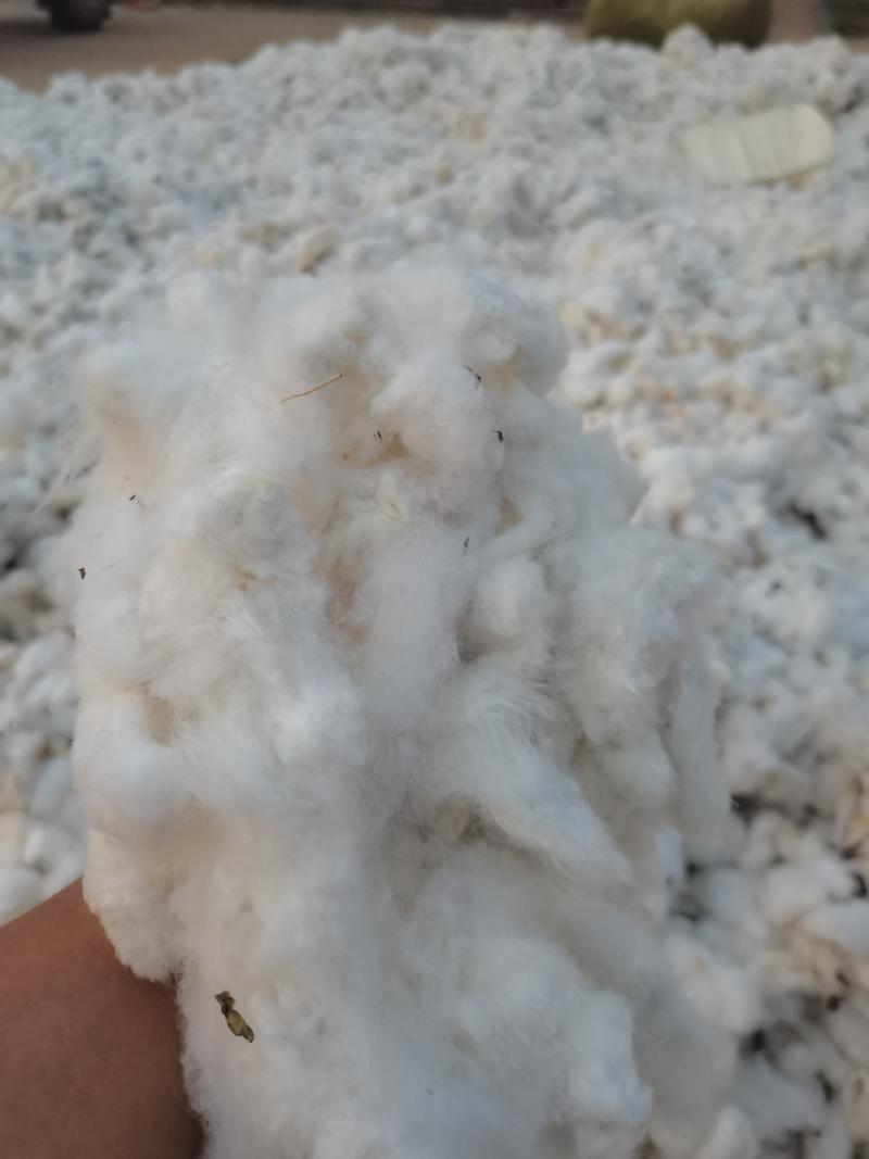 【棉花】湖北籽棉大量供应手工采摘衣分高供应全国