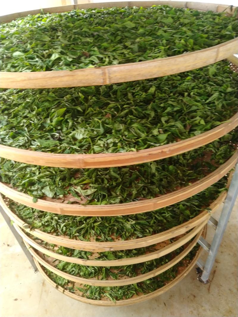 云南普洱茶勐库大叶茶白茶香甜可口