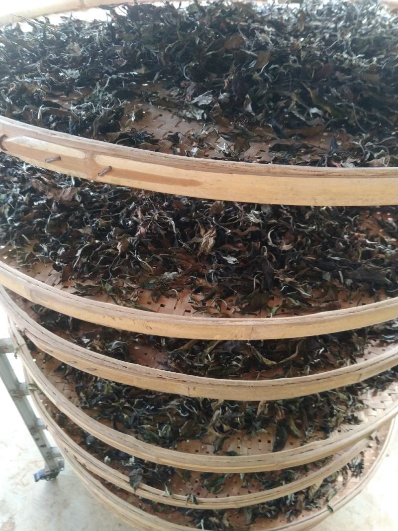 云南普洱茶勐库大叶茶白茶香甜可口