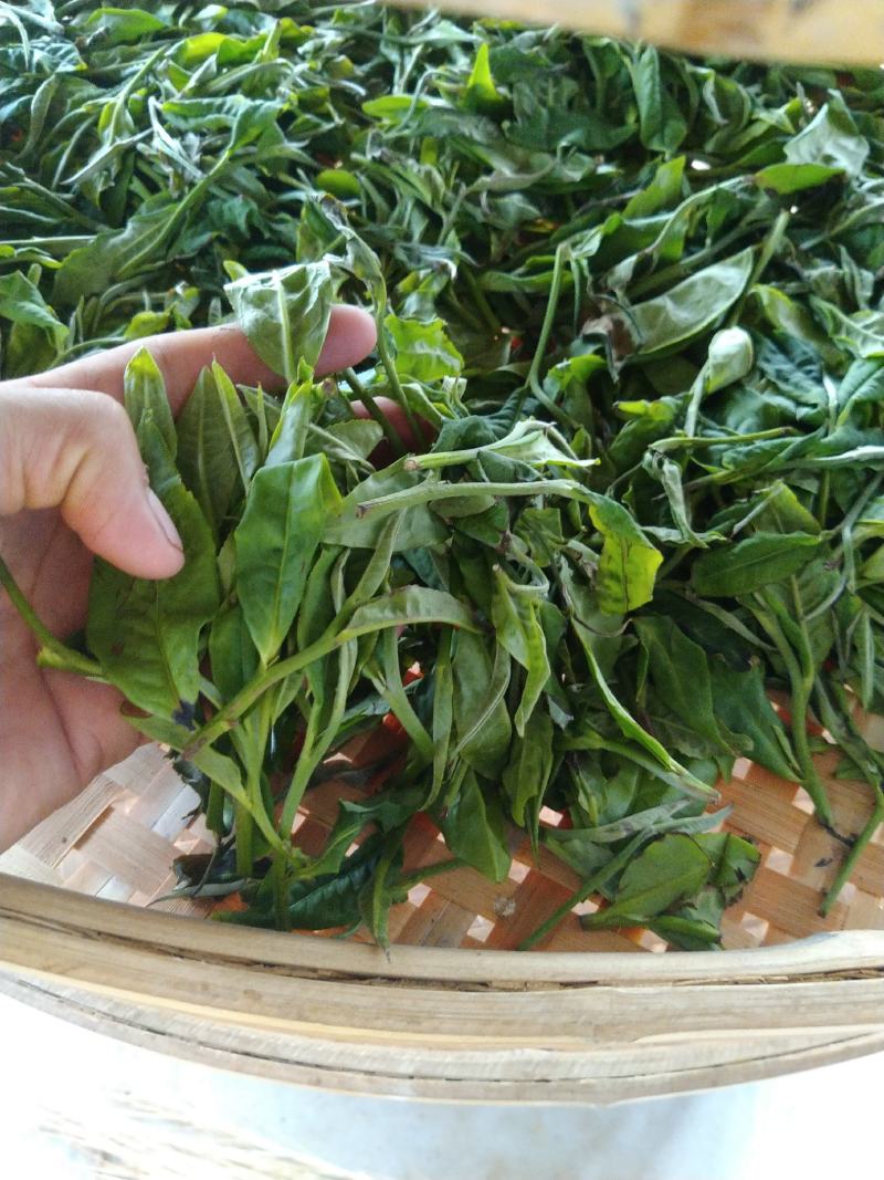 云南普洱茶勐库大叶茶白茶香甜可口