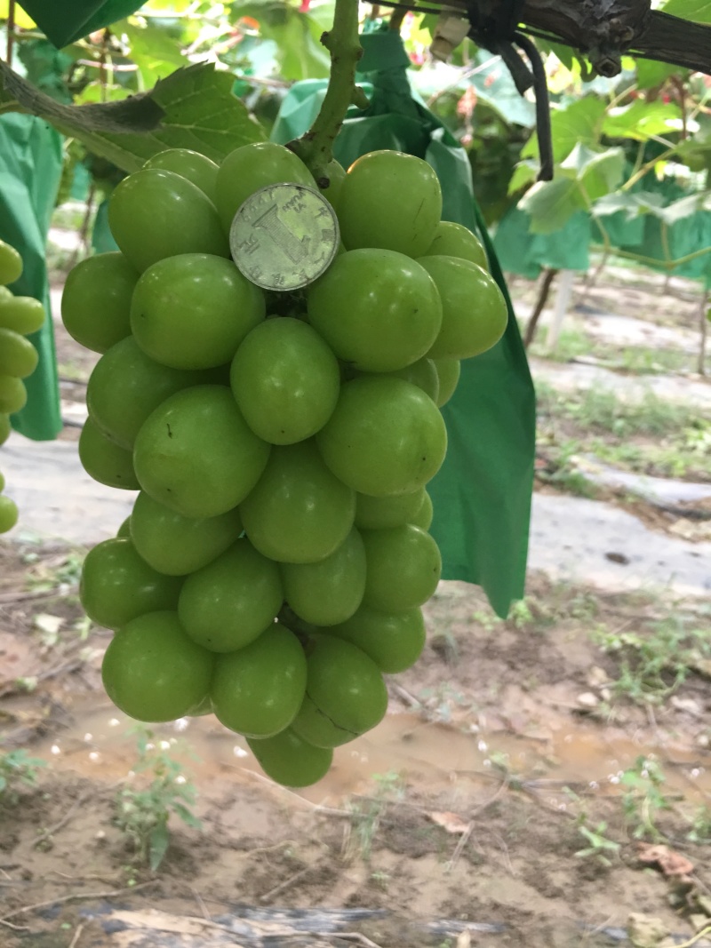 阳光玫瑰青提种植基地