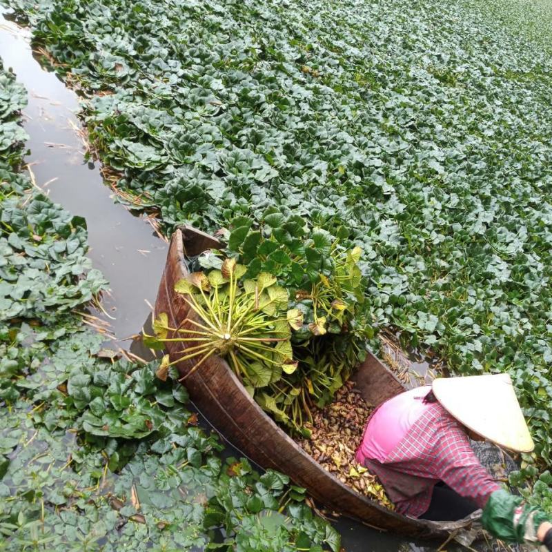 红菱角种苗青菱角种苗水红菱角种苗牛角菱角种苗