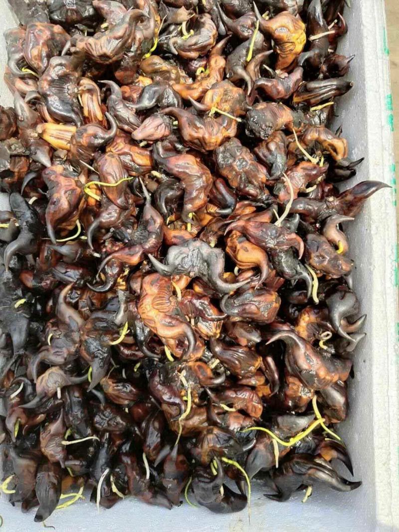 红菱角种苗青菱角种苗水红菱角种苗牛角菱角种苗