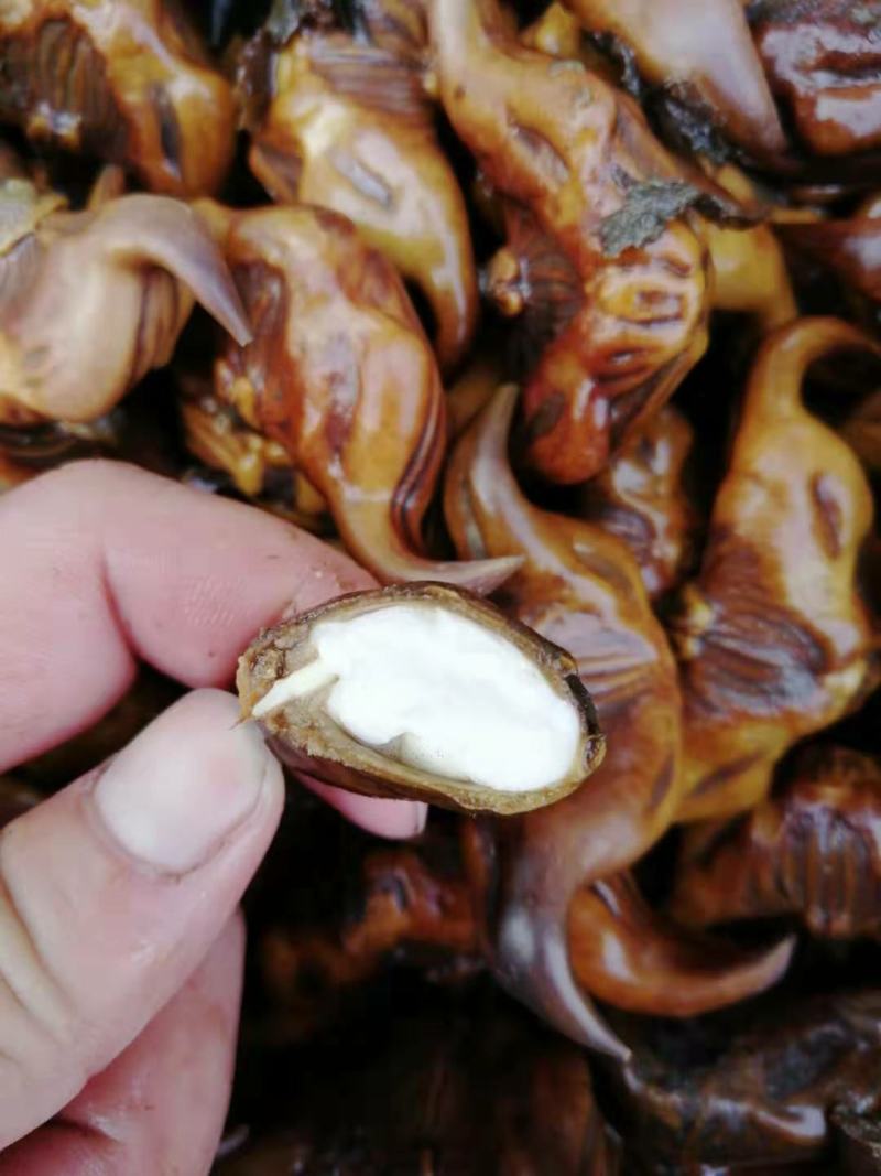 红菱角种苗青菱角种苗水红菱角种苗牛角菱角种苗