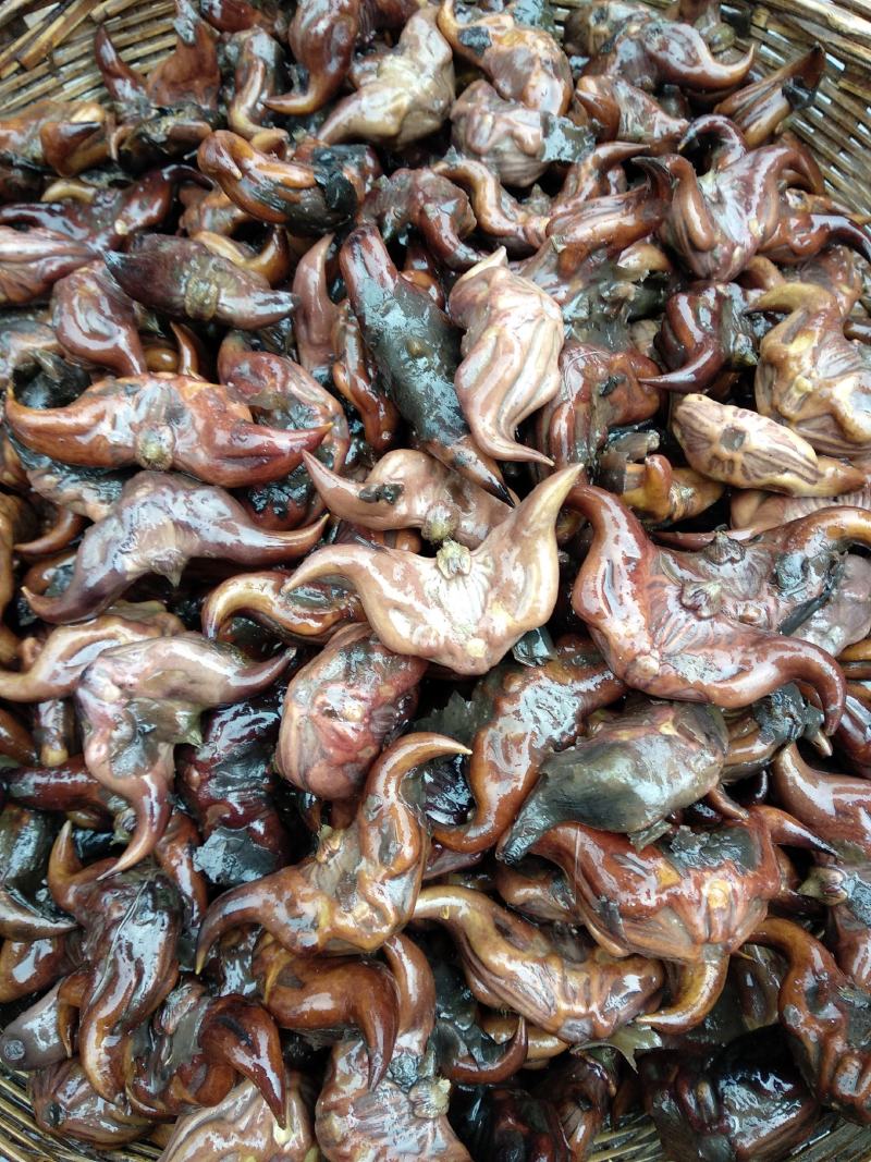 红菱角种苗青菱角种苗水红菱角种苗牛角菱角种苗