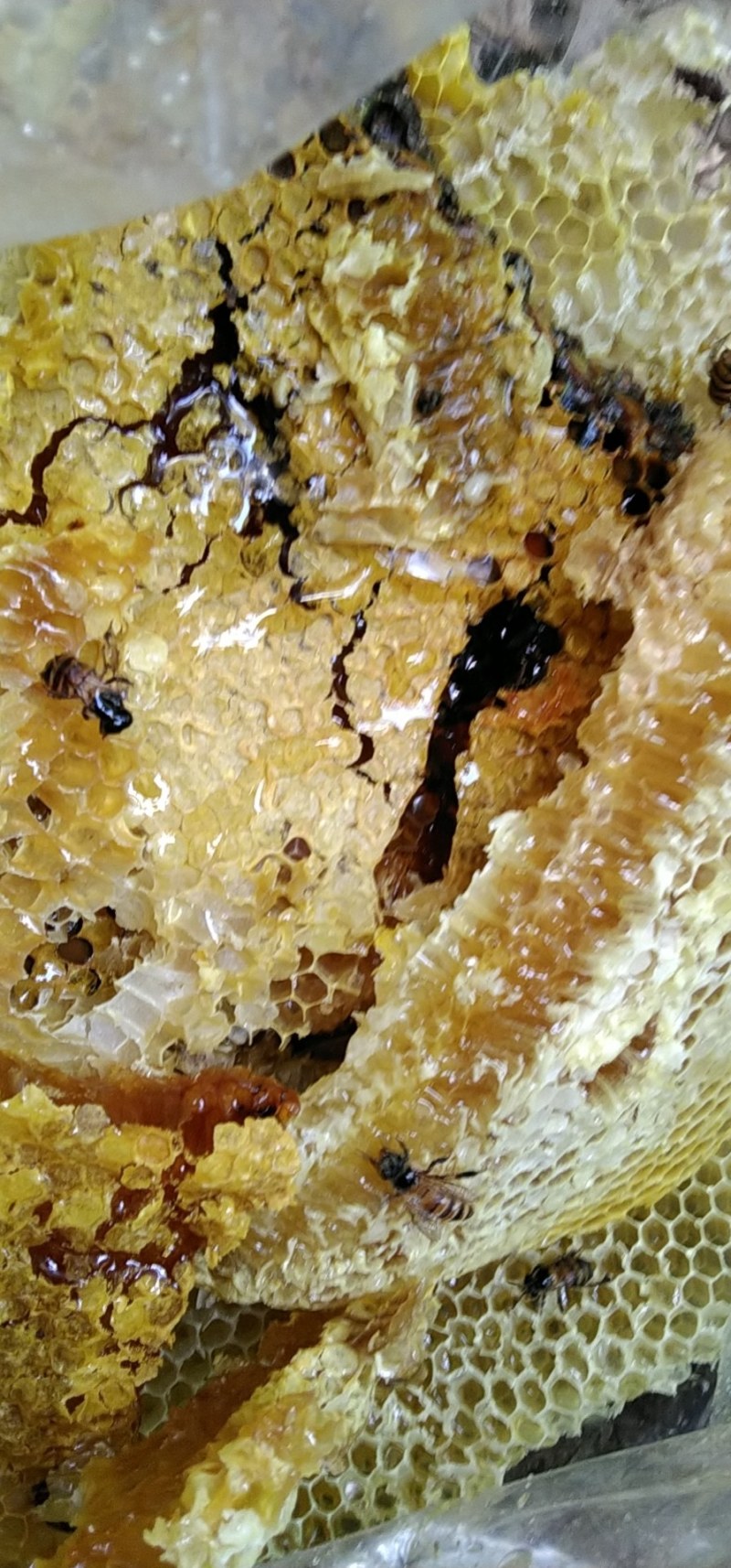 野生蜂蜜巢蜜冬蜜