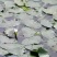 菱角种苗高产菱角种苗青菱角种苗红菱角种子特级菱角种子