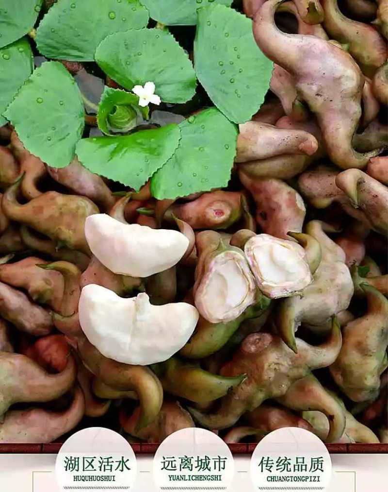 菱角种苗高产菱角种苗青菱角种苗红菱角种子特级菱角种子