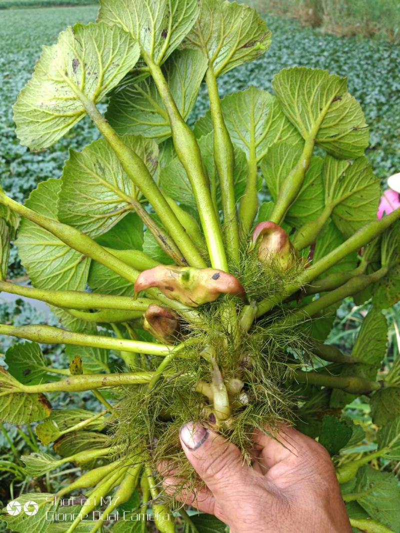菱角种苗高产菱角种苗青菱角种苗红菱角种子特级菱角种子