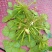 菱角种苗高产菱角种苗青菱角种苗红菱角种子特级菱角种子