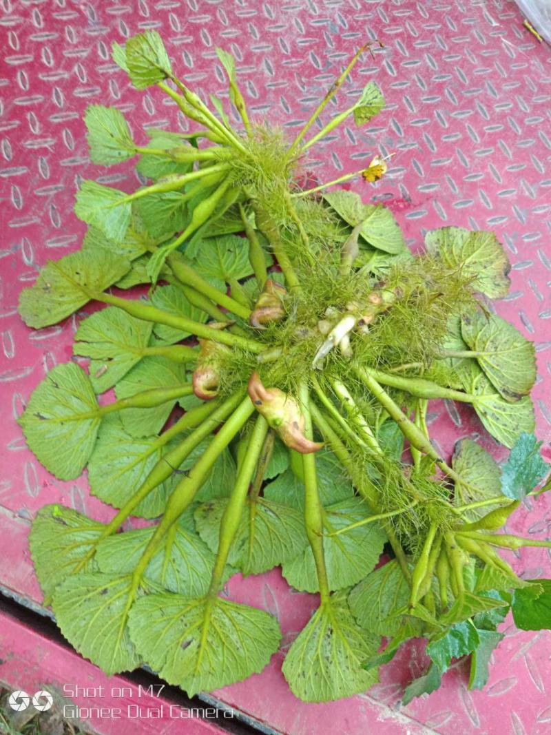 菱角种苗高产菱角种苗青菱角种苗红菱角种子特级菱角种子
