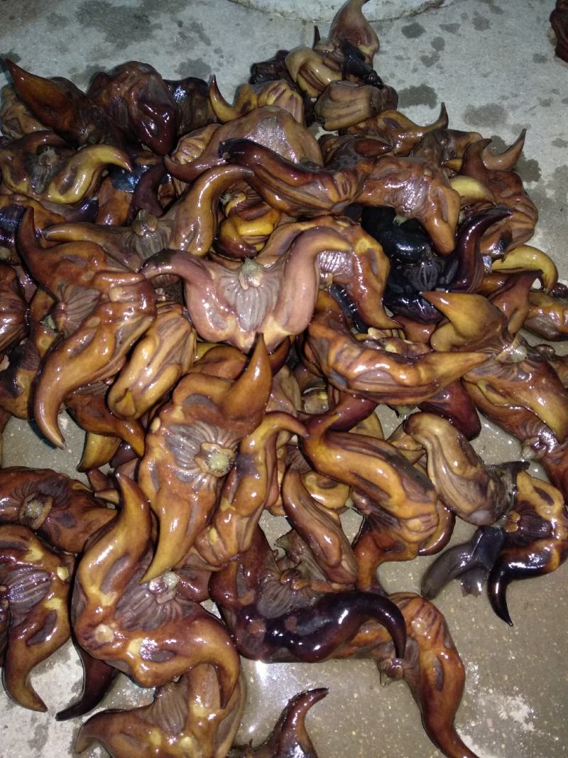 菱角种苗高产菱角种苗青菱角种苗红菱角种子特级菱角种子