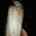 松兜栽培高产茯苓菌种