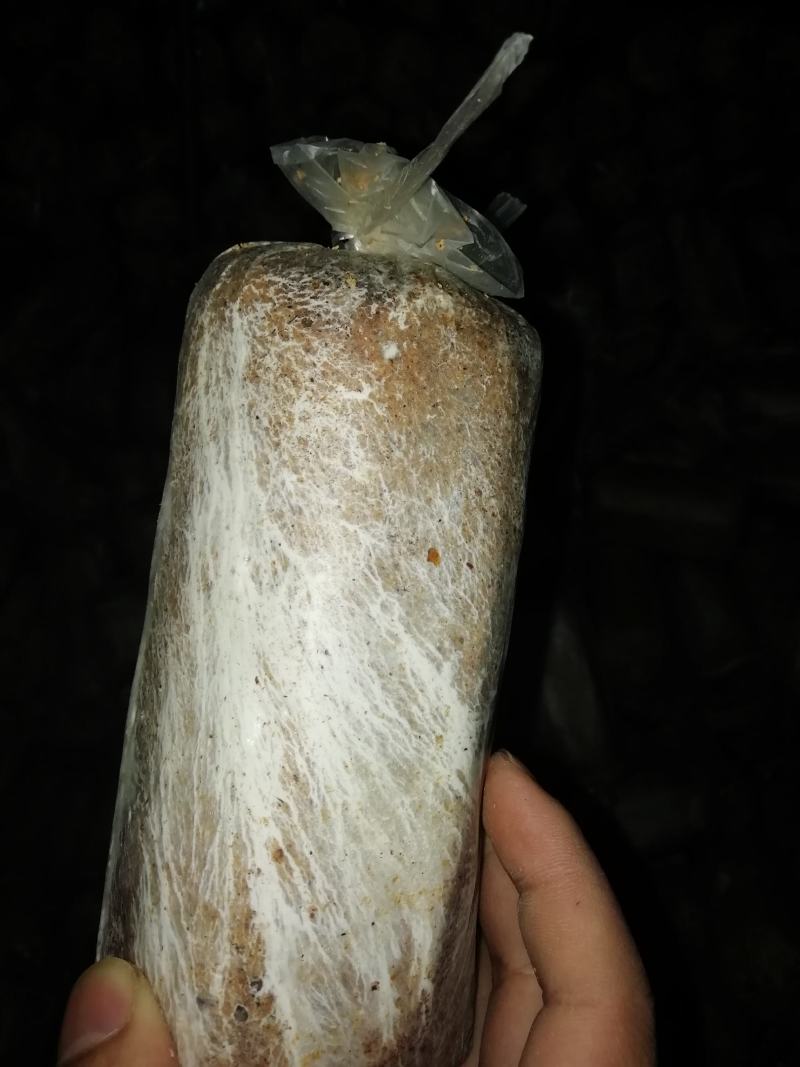 松兜栽培高产茯苓菌种