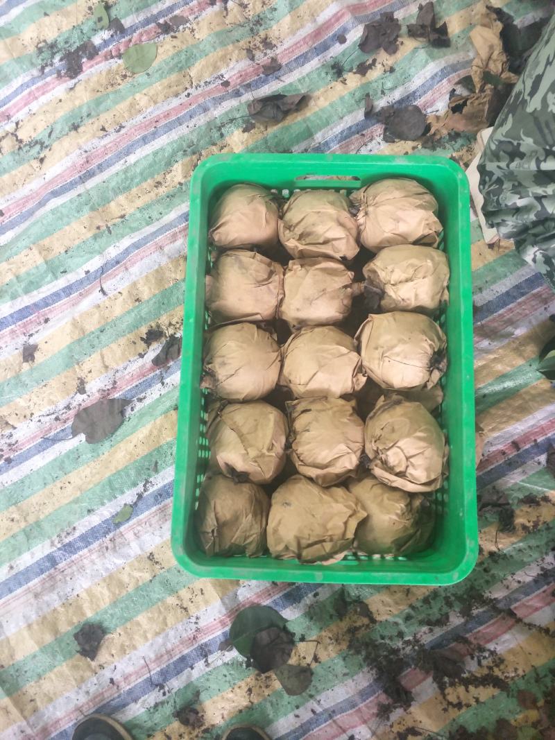 套袋晚秋黄梨持续走货了