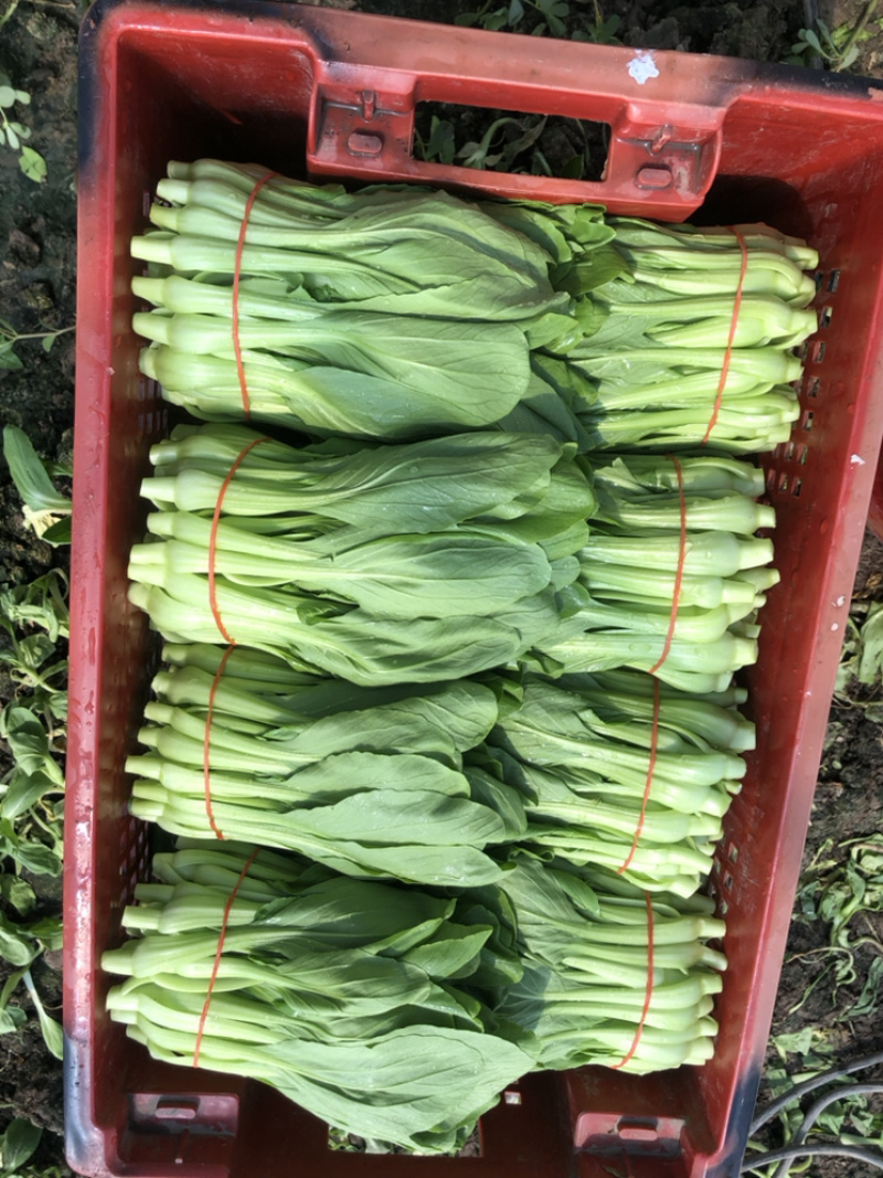 菜苔，常年大量有货，欢迎大家骚扰