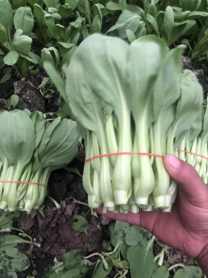 菜苔，常年大量有货，欢迎大家骚扰