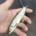 热销草鱼苗基地孵化广草3号鱼苗大量出售包运输技术指导